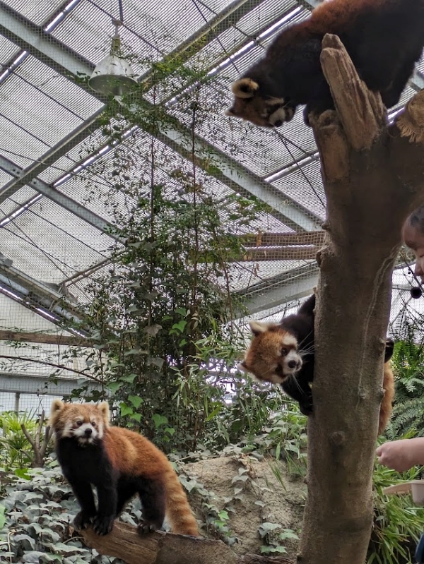 一本堂　食パン　神戸どうぶつ王国　レッサーパンダ